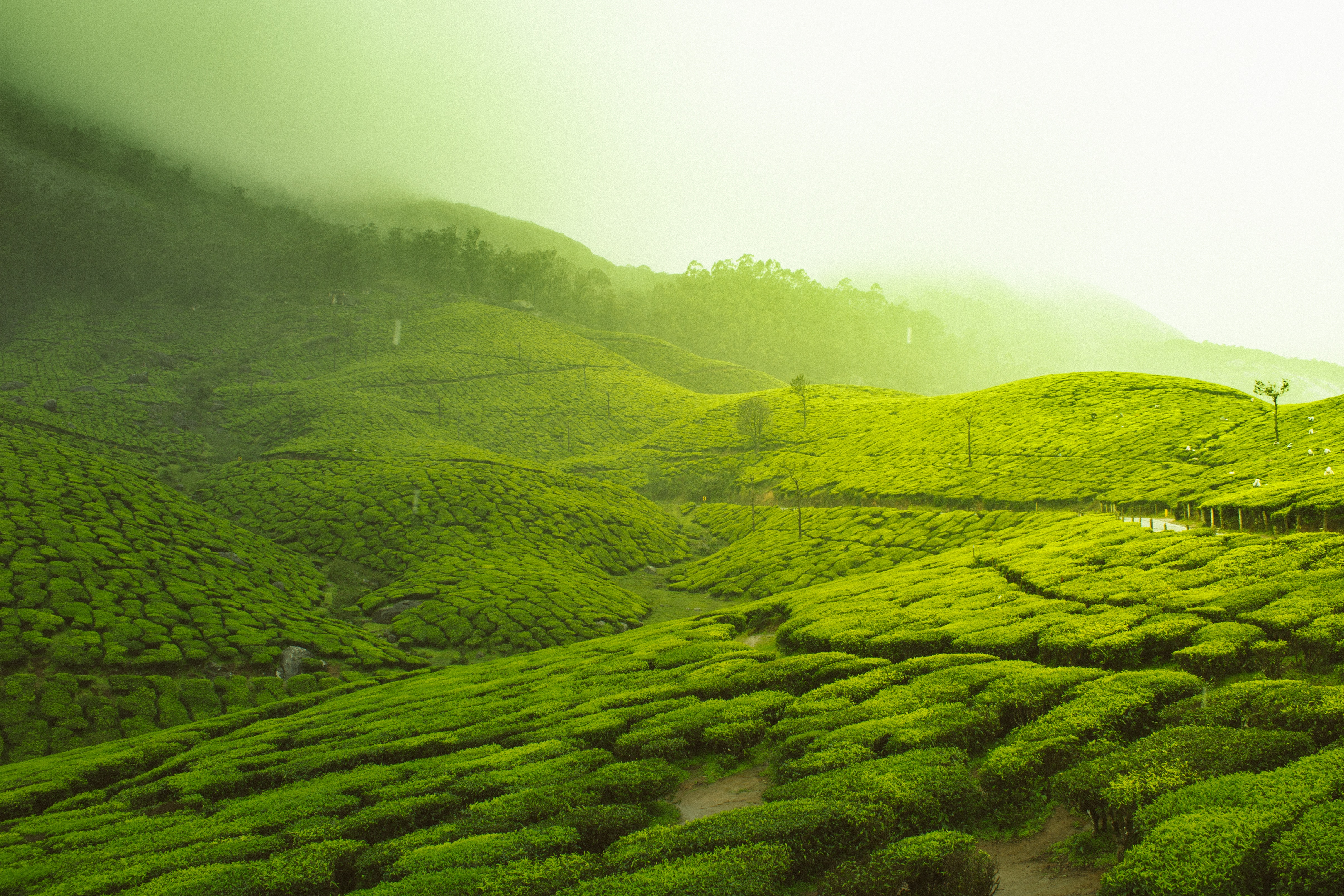 Kerala Travel Package